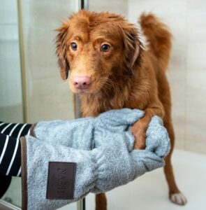 dog after bath having its paws wiped